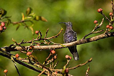 动视暴雪发布Q4财报：收入低于预期